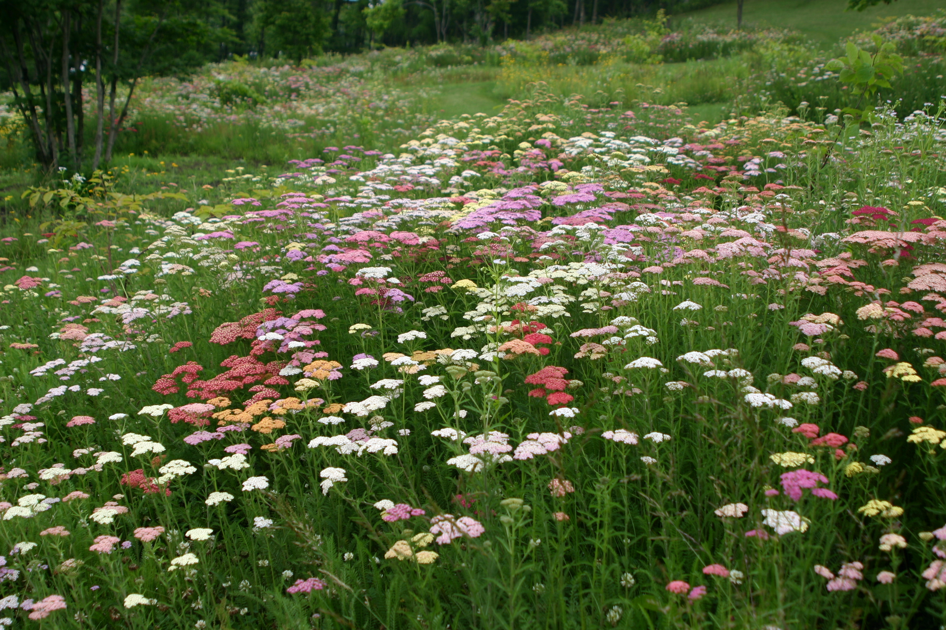 Achillea millefolium 'Colorado mixed'